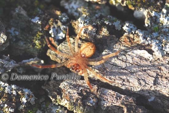 Lycosidae